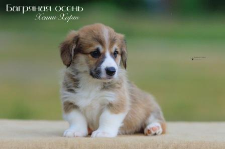 Щенки Вельш Корги Пемброк помета 2023 года литер Х с хвостиками 4