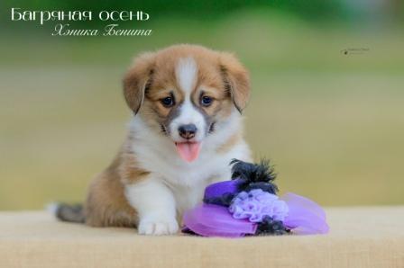 Щенки Вельш Корги Пемброк помета 2023 года литер Х с хвостиками 7