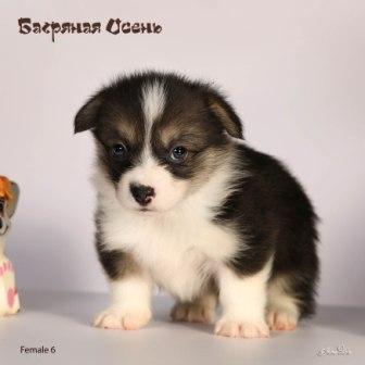 Щенки Вельш Корги Пебмброк помета 2024 года литер Х-1