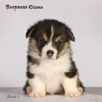 Щенки Вельш Корги Пебмброк помета 2024 года литер Х-2