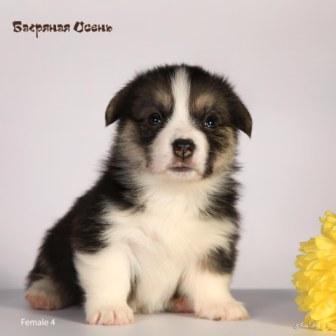 Щенки Вельш Корги Пебмброк помета 2024 года литер Х-3