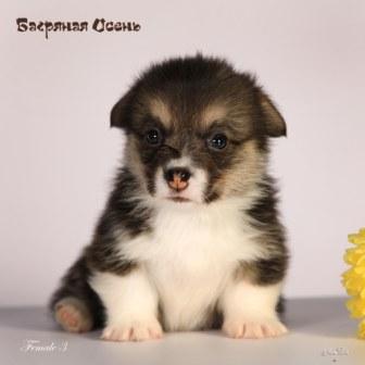 Щенки Вельш Корги Пебмброк помета 2024 года литер Х-4