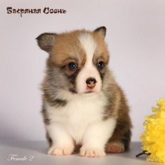 Щенки Вельш Корги Пебмброк помета 2024 года литер Х-5