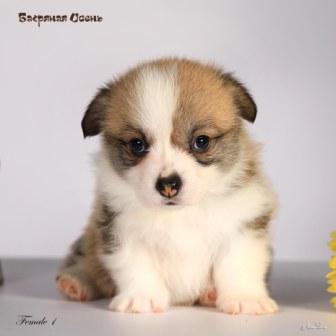 Щенки Вельш Корги Пебмброк помета 2024 года литер Х-6