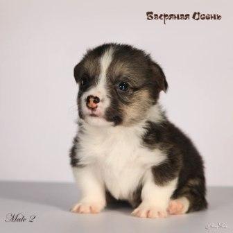 Щенки Вельш Корги Пебмброк помета 2024 года литер Х-7