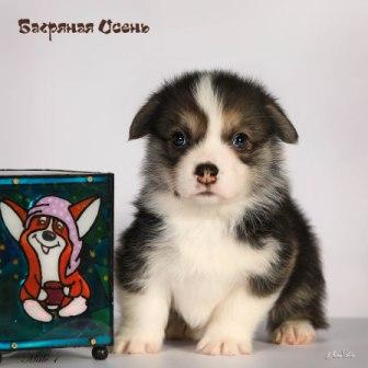 Щенки Вельш Корги Пебмброк помета 2024 года литер Х-8