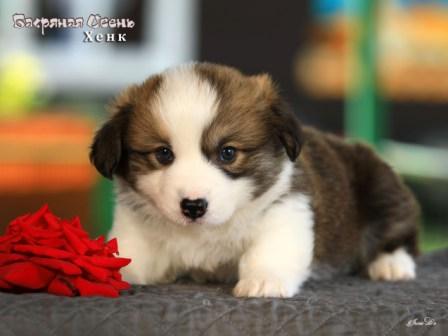 Щенки Вельш Корги Пемброк помета 2025 года - Хенк