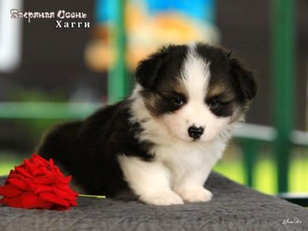 Щенки Вельш Корги Пемброк помета 2025 года - Хагги