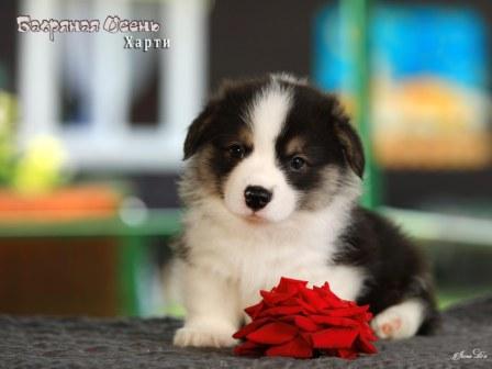 Щенки Вельш Корги Пемброк помета 2025 года - Харти