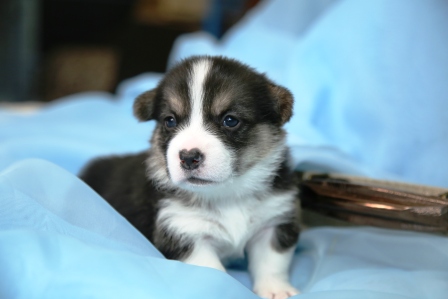 Щенки литер И. Багряная осень. 1