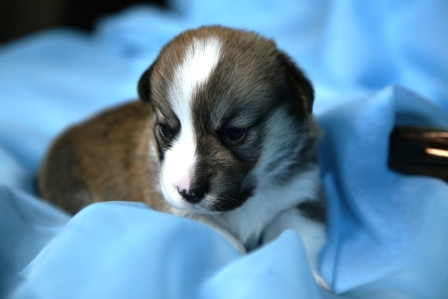 Щенки литер И. Багряная осень. 2