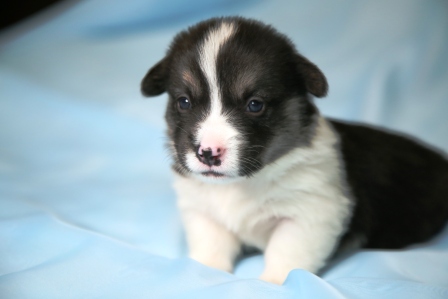 Щенки литер И. Багряная осень. 3