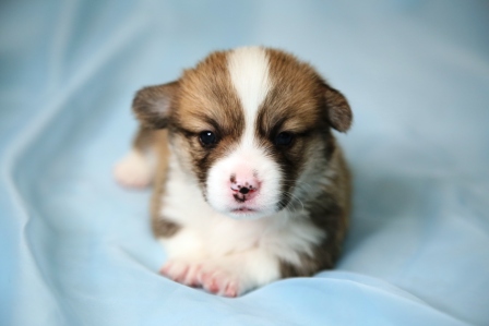 Щенки литер И. Багряная осень. 4