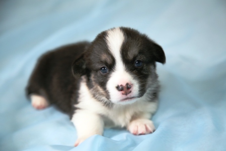 Щенки литер И. Багряная осень. 5