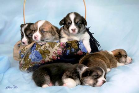 Щенки литер И. Багряная осень.