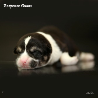 Купить щенка Вельш Корги Пемброк помета литер И-20-1.