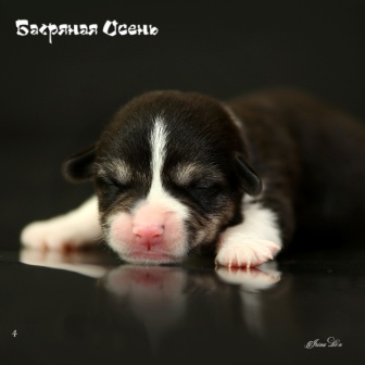 Купить щенка Вельш Корги Пемброк помета литер И-20-2.