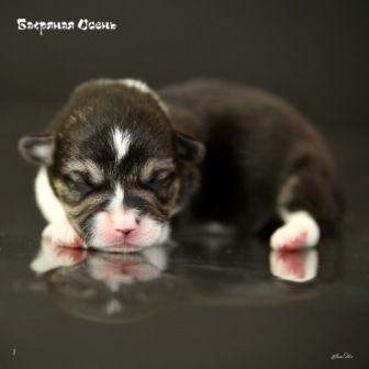 Купить щенка Вельш Корги Пемброк помета литер И-20-3.