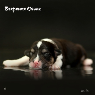 Купить щенка Вельш Корги Пемброк помета литер И-20-4.