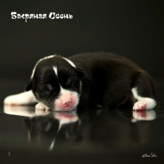 Купить щенка Вельш Корги Пемброк помета литер И-20-5.