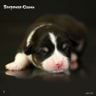 Купить щенка Вельш Корги Пемброк помета литер И-20-6.