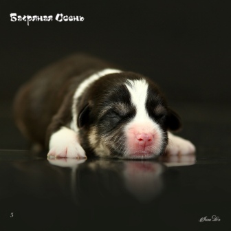 Купить щенка Вельш Корги Пемброк помета литер И-20-7.