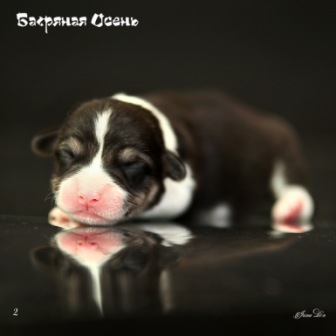 Купить щенка Вельш Корги Пемброк помета литер И-20-8.