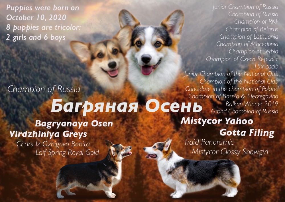 Презентация пары Вельш Корги Пемброк литер И-20