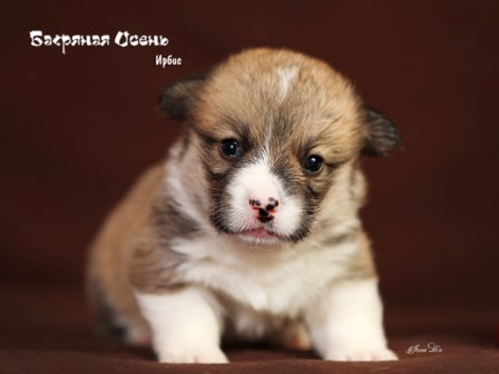 Щенки Вельш Корги Пемброк помета И-21 2021 года 1.