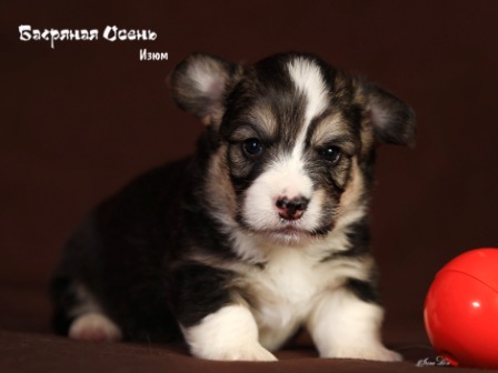 Щенки Вельш Корги Пемброк помета И-21 2021 года 3.