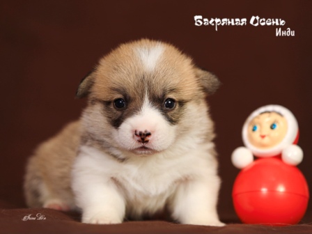 Щенки Вельш Корги Пемброк помета И-21 2021 года 4.