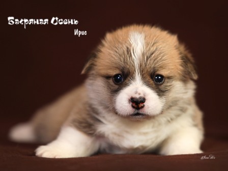 Щенки Вельш Корги Пемброк помета И-21 2021 года 5.