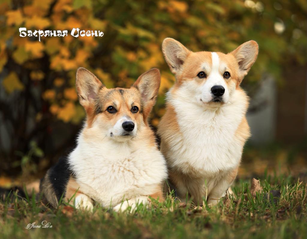 Презентация помета Вельш Корги Пемброк И-21 2021 года.