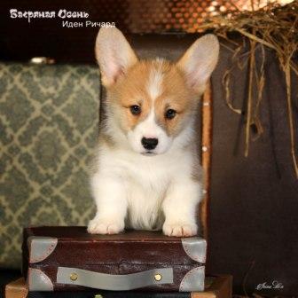 Щенки Вельш Корги Пемброк помета И-1 конца 2022 года в питомнике Багряная осень