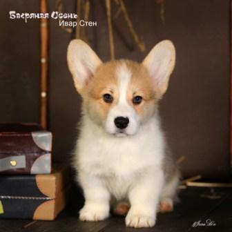 Щенки Вельш Корги Пемброк помета И-2 конца 2022 года в питомнике Багряная осень