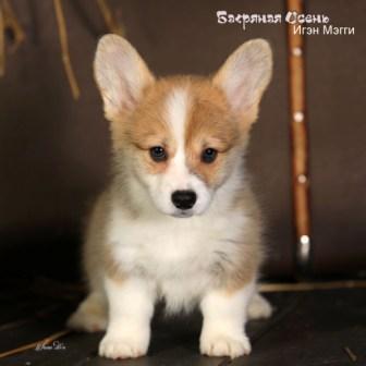 Щенки Вельш Корги Пемброк помета И-3 конца 2022 года в питомнике Багряная осень