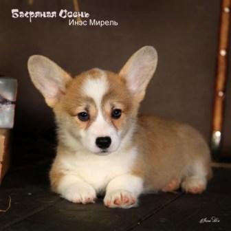 Щенки Вельш Корги Пемброк помета И-4 конца 2022 года в питомнике Багряная осень