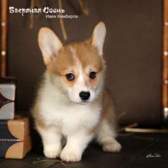 Щенки Вельш Корги Пемброк помета И-5 конца 2022 года в питомнике Багряная осень