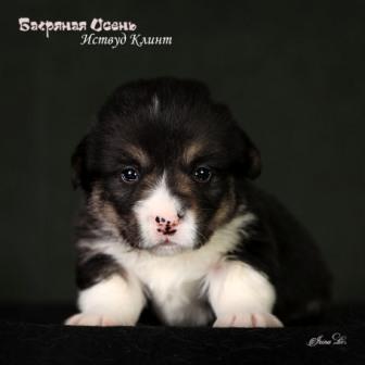 Щенки Вельш Корги Пемброк помета литер И-1 2024 года