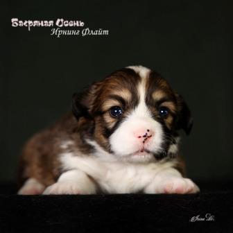 Щенки Вельш Корги Пемброк помета литер И-2 2024 года