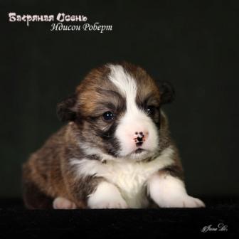 Щенки Вельш Корги Пемброк помета литер И-3 2024 года