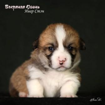 Щенки Вельш Корги Пемброк помета литер И-4 2024 года