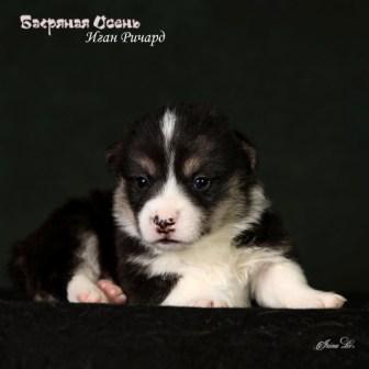 Щенки Вельш Корги Пемброк помета литер И-5 2024 года