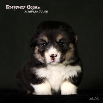 Щенки Вельш Корги Пемброк помета литер И-6 2024 года