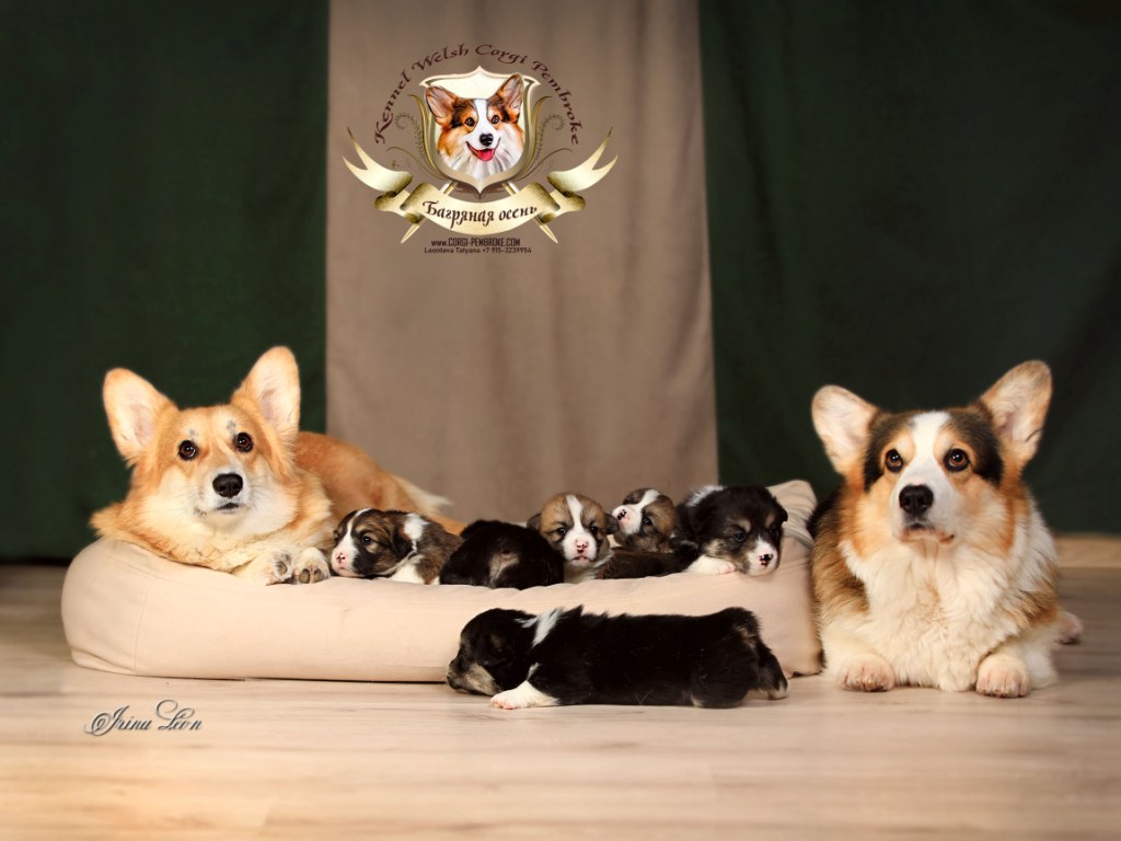 Презентация помета Вельш Корги Пемброк литер И 2024 года