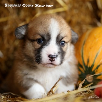 Щенки Вельш Корги Пемброк помета Ж-20-2. Багряная осень.