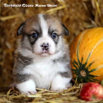 Щенки Вельш Корги Пемброк помета Ж-20-3. Багряная осень.