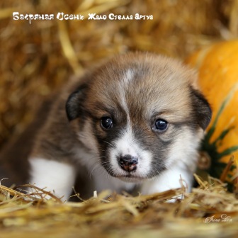 Щенки Вельш Корги Пемброк помета Ж-20-4. Багряная осень.