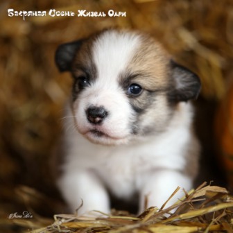 Щенки Вельш Корги Пемброк помета Ж-20-5. Багряная осень.