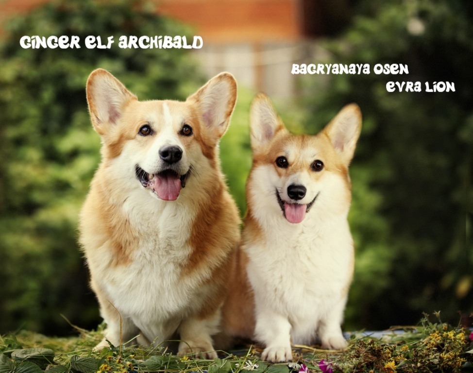 Щенки Вельш Корги Пемброк помета литер Ж-20-1. Багряная осень.